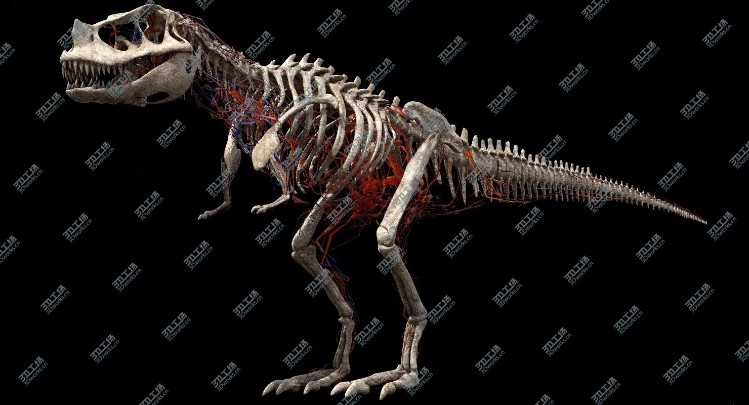 images/goods_img/202104093/Ceratosaurus Anatomy 3D model/5.jpg